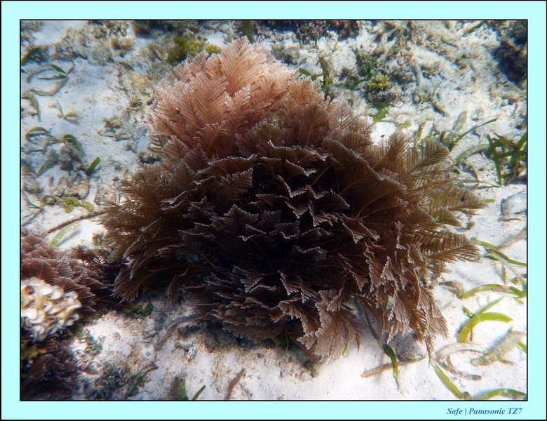 2009    07    Manatabuan 10